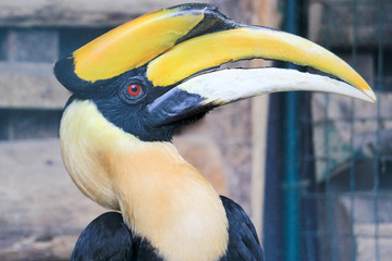 yellow billed hornbill © Michael