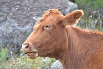 Cow posing on the grass land