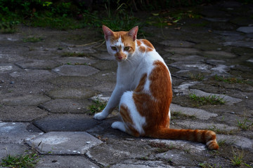 cute domestic cats are orange and white