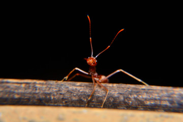 Weaver ants or green ants. Weaver ants live in trees and are known for their unique nest building behaviour where workers construct nests by weaving together leaves using larval silk