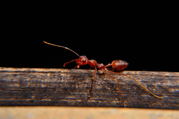 Weaver ants or green ants. Weaver ants live in trees and are known for their unique nest building behaviour where workers construct nests by weaving together leaves using larval silk