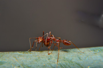 Weaver ants or green ants. Weaver ants live in trees and are known for their unique nest building behaviour where workers construct nests by weaving together leaves using larval silk