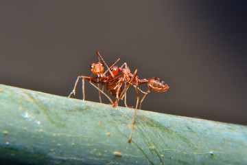 Weaver ants or green ants. Weaver ants live in trees and are known for their unique nest building behaviour where workers construct nests by weaving together leaves using larval silk
