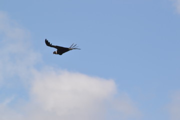 Majesty flight of a condor andino