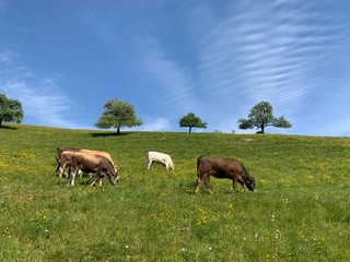 Naklejka premium Kühe auf grüner Weide / Wiese am grasen. Im Hintergrund Obstbäume