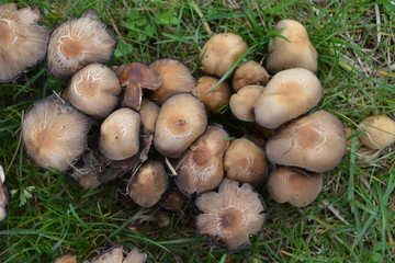 Wild mushrooms