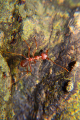 Weaver ants or green ants. Weaver ants live in trees and are known for their unique nest building behaviour where workers construct nests by weaving together leaves using larval silk