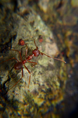 Weaver ants or green ants. Weaver ants live in trees and are known for their unique nest building behaviour where workers construct nests by weaving together leaves using larval silk
