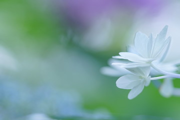 白い紫陽花のアップ2