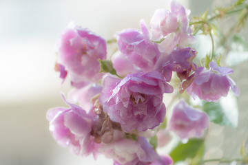 roses