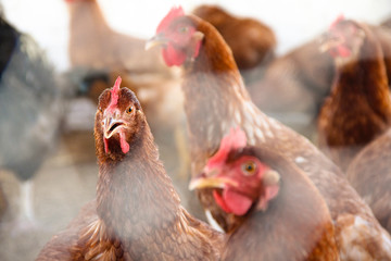 Chickens in the hen house