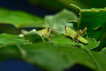 Baby of green wandering Grasshopper (Locusta migratoria manilensis Meyen) 