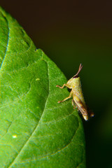 Baby of green wandering Grasshopper (Locusta migratoria manilensis Meyen) 