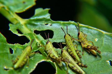 Baby of green wandering Grasshopper (Locusta migratoria manilensis Meyen) 