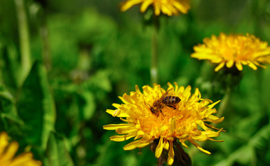 Honey bee at work. A bee pollinates dandelion flowers. A bee makes honey. Sunny working day of honey bee.