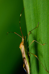 Rice ear bug. Pests that survive by giving off a pungent odor