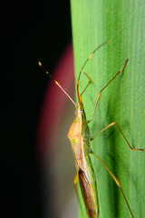 Rice ear bug. Pests that survive by giving off a pungent odor