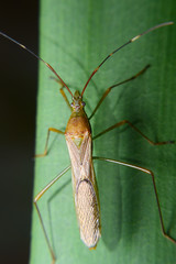 Rice ear bug. Pests that survive by giving off a pungent odor
