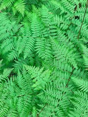 Green fern frons closeup texture