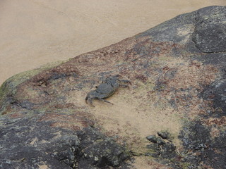 crab on the beach