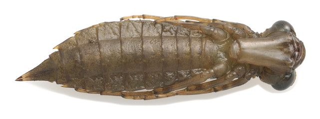 Underside of dragonfly nymph isolated on white background © Henrik Larsson
