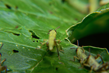 Baby of green wandering Grasshopper (Locusta migratoria manilensis Meyen) 