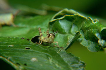 Baby of green wandering Grasshopper (Locusta migratoria manilensis Meyen) 