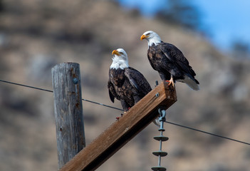 Bald Eagles 