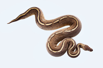 african ball python or royal python or python regius snake isolated on a white background with clipping path