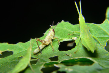Baby of green wandering Grasshopper (Locusta migratoria manilensis Meyen) 