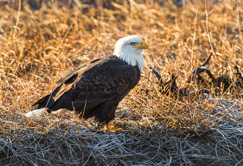 Bald Eagles 