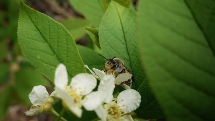 A bee sits on cherry flower in a forest