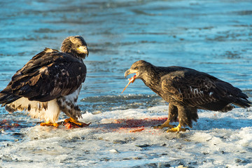 Bald Eagles 