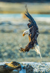 Bald Eagles 