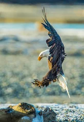 Fotobehang Bald Eagles  © Chris