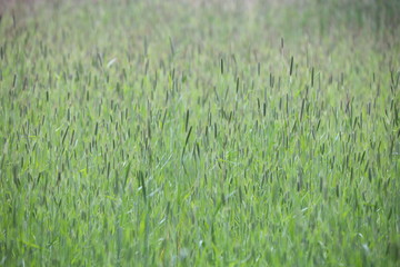 green grain field
