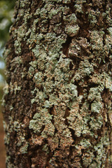 Fototapeta premium lichen of a tree