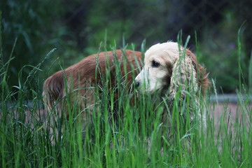 old cocker spaniel on a walk