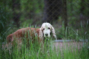 old cocker spaniel on a walk
