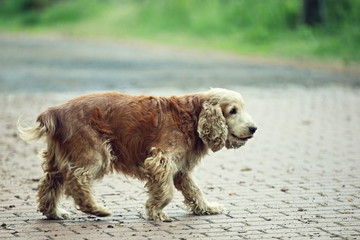old cocker spaniel on a walk