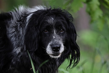 black and white dog, portrait