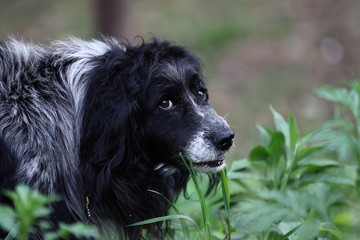 border collie dog