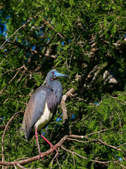Perching Tricolored Heron 