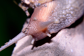 Close up, slug head with two long eyes like horns