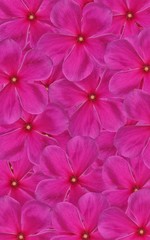 pink flower pattern design for clothes