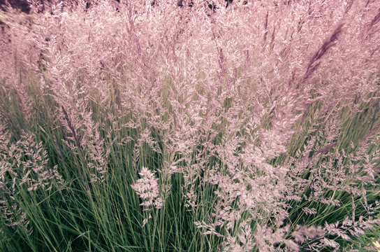 Meadow Of Feather Reed Grass Growing On A Fall Day