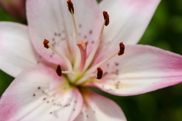 Fototapeta na wymiar Abstract macro selective focus (on center stamen) of a white and pink lily