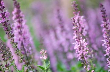 Obraz premium Perennial Salvia, a species of sages, also known as a purple wood sage