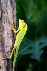 Bronchocela jubata, commonly known as the maned forest lizard. Its on tree trunk 
