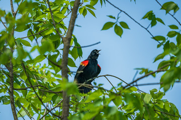 red winged blackbird